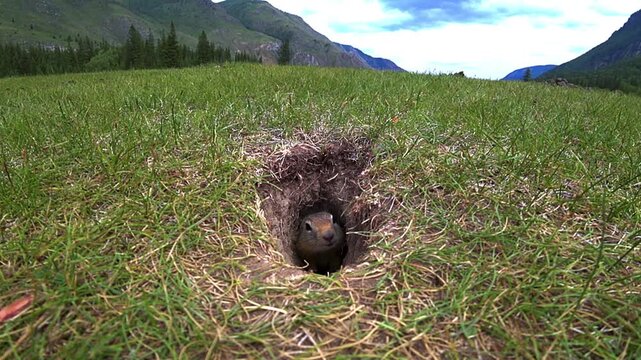 A gopher (imurang) is sitting in a burrow in a meadow near the Chuysky Highway in Gorny Altai. Gophers in Altai. Close-up of gophers against the background of mountains and small animals. 4K