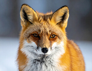 Obraz premium A fox is standing in the snow. It has a brown and white coat. The fox has a black nose