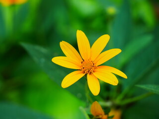 Obraz premium yellow flower on green background