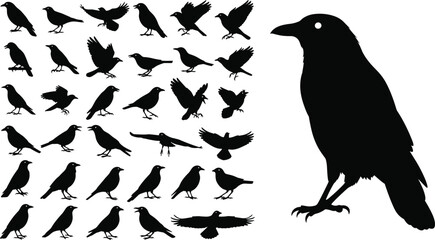 Obraz premium Crow and raven silhouette icon set, flying and standing poses, black vector illustration, bird and nature theme, isolated on white background