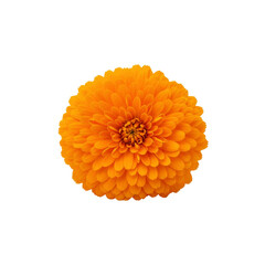Vibrant orange calendula flower  On Transparent Background