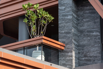 Scandinavian Decor style Plant Green Leaf.Fiddle Leaf Fig Tree