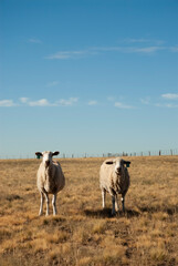 Obraz premium Sheep farming in rural environment,Patagonia,Argentina