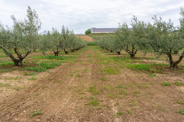 Naklejka premium Rows of young olive trees in a cultivated plantation under an overcast sky in Spain