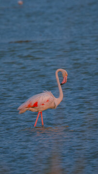 Pink flamingo standing in shallow water
