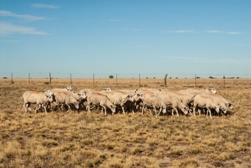 Obraz premium Sheep farming in rural environment,Patagonia,Argentina