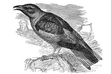 Fototapeta premium Coracias garrulus European roller with vibrant turquoise plumage in flight posture, showing Old World coraciidae bird characteristics, old vintage illustration, 1895.