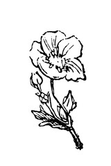 Buttercup flower with glossy petals and divided leaves, showing common meadow flora botanical illustration, old vintage illustration, 1897