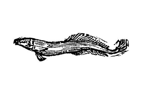 A remora fish with distinctive suction disc on its head for attaching to larger marine animals, showing symbiotic marine biology illustration, old vintage illustration, 1897