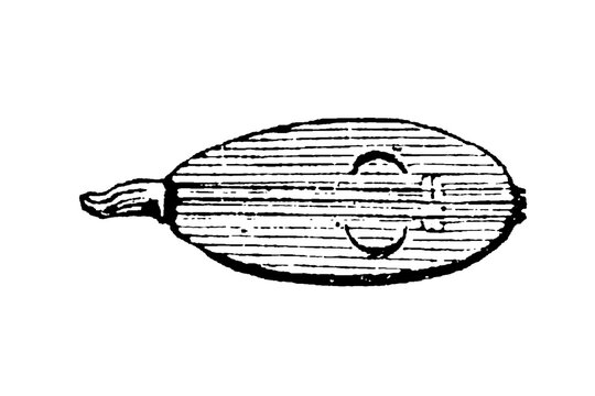 A pear-shaped rebec with three strings and bow, a medieval and Renaissance forerunner of the violin, showing early musical instrument design, old vintage illustration, 1897.
