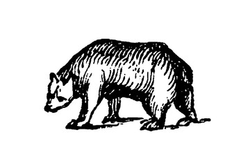 Obraz premium Bear walking on all fours, with detailed shading and texture, old vintage illustration, 1897.