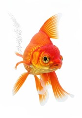 Fototapeta premium Goldfish Swimming Gracefully with Bubbles in Clear Water Background