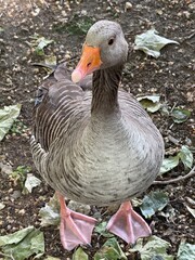 Curious Goose Standing on Leafy Ground in London Park