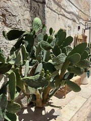 Prickly Pear Cactus Against Stone Wall in Sicily