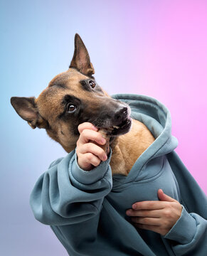 Malinois dog in a light blue hoodie holds a snack, gazing confidently at the camera. The soft pink and blue gradient background complements the dog's poised appearance.