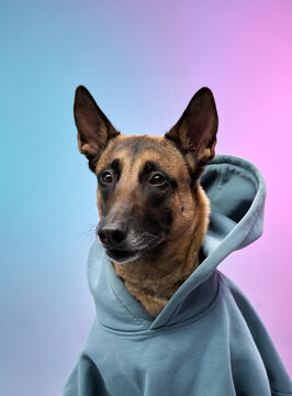 Malinois dog dressed in a light blue hoodie stares confidently at the camera against a gradient pink and blue background. The stylish attire and composed pose highlight the dog's strong personality.