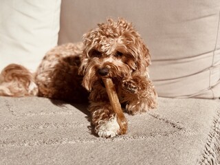Happy poodle mix puppy enjoying a dental snack at home with natural light.