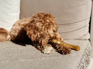 Happy poodle mix puppy enjoying a dental snack at home with natural light.