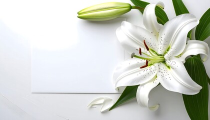 Obraz premium Elegant White Lily with Blank Card on White Background.