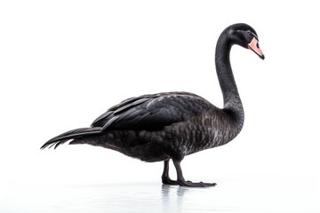 Fototapeta premium Swan animal goose black.