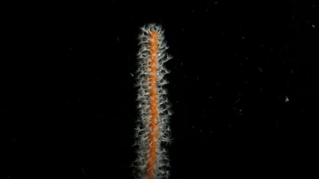 Heated water from a hydrothermal vent flows over a Sea Pen swaying in the current deep below the ocean. Underwater view