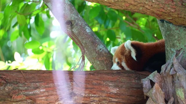 A cute Red panda (Ailurus fulgens) resting on a tree branch on a tranquil day, close up shot.