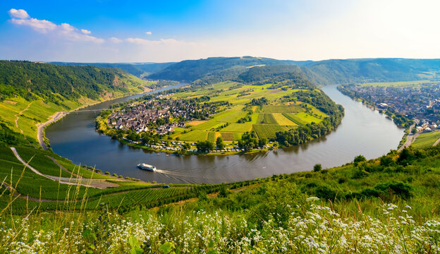 Panorama of the landscape along the Moselle River with the famous 180-degree river bend near Kr&ouml;v in Rhineland-Palatinate (Germany). Idyllic view from one of the vineyards on a sunny summer day with a