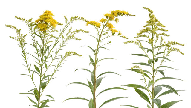 Three vibrant goldenrod plants displaying bright yellow composite flowers ready for seasonal decoration on transparent background