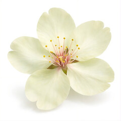 Naklejka premium Unique Pale Green Sakura Flower Realistic Isolated on White Background