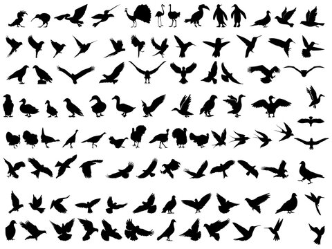 Bird silhouette vector set. Big collection of flying and standing animals. Eagle, dove, hummingbird, and peacock logo icon symbol design. Isolated on white background.