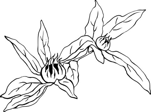 Mispeln am Zweig mit Bl&auml;tter Strichzeichnung