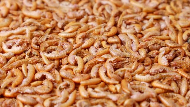 Dried Gammarus shrimp fish food texture circle rotation close up