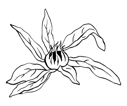 Eine Mispel mit Bl&auml;tter Strichzeichnung