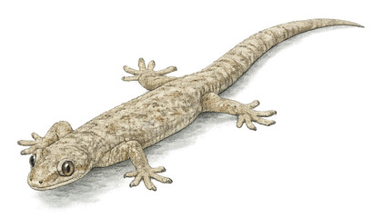 House Gecko Isolated on Transparent Background