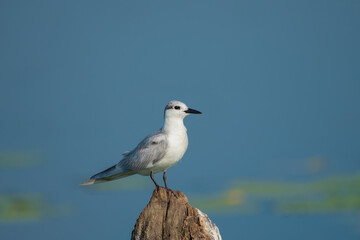 Obraz premium Whiskered Tern (Chlidonias hybrida) from Kerala, India