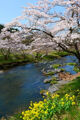 春の小川。登米、宮城、日本。4月中旬。