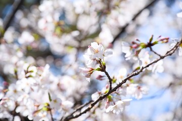 Fototapeta premium 夙川の桜
