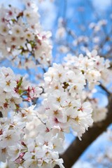 Fototapeta premium 夙川の桜