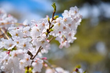 Fototapeta premium 夙川の桜