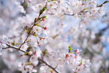 Obraz premium 夙川の桜
