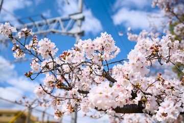 Obraz premium 夙川の桜