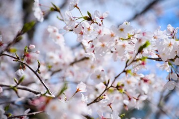 Obraz premium 夙川の桜