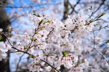 Obraz premium 夙川の桜