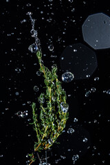 A detailed close-up of thyme sprigs with sparkling water droplets suspended in motion, set against a dark background, creating a vibrant and refreshing visual appeal