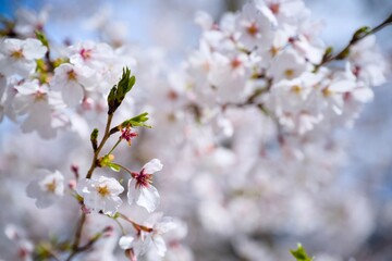 Obraz premium 夙川の桜