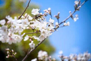 Obraz premium 街の中で咲く桜