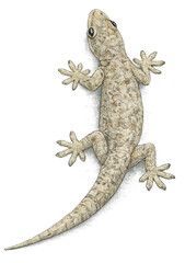 Naklejka premium House Gecko Climbing Wall Isolated on Transparent Background
