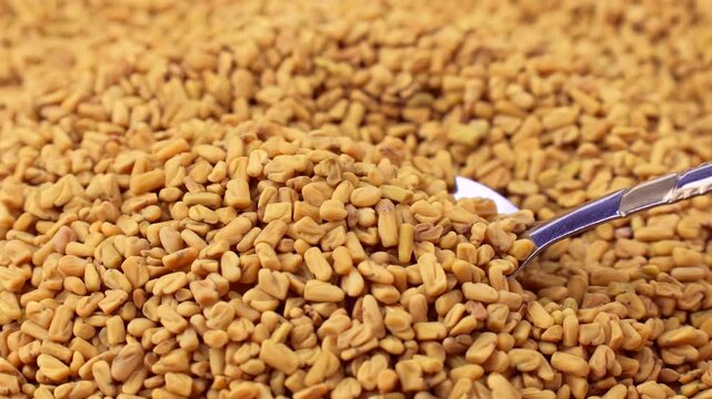 Dry yellow fenugreek seeds taking with a spoon close up