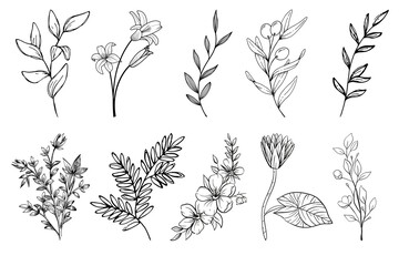 Hand Drawn Botanical Flowers and Leaves Line Art Set  Black and White Illustration