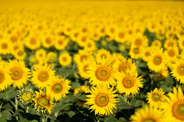 Beautiful yellow color sunflower in the agriculture farm background